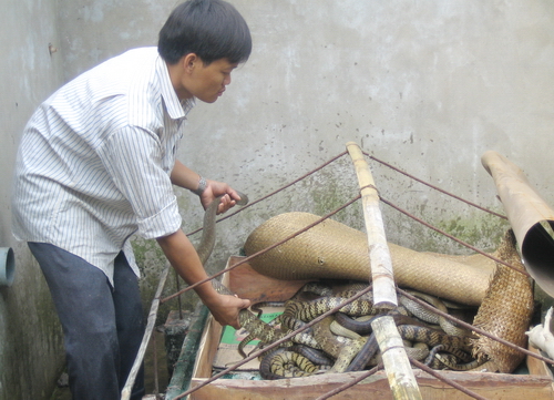 Anh Trương Minh Điền - xã Tân Hòa Thành, huyện Tân Phước với mô hình nuôi rắn